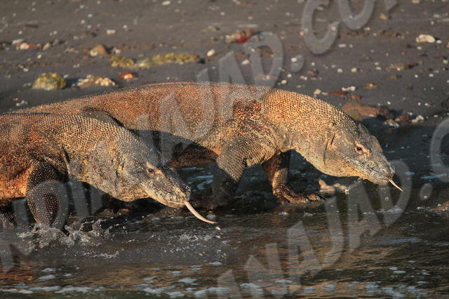 Parc de Komodo