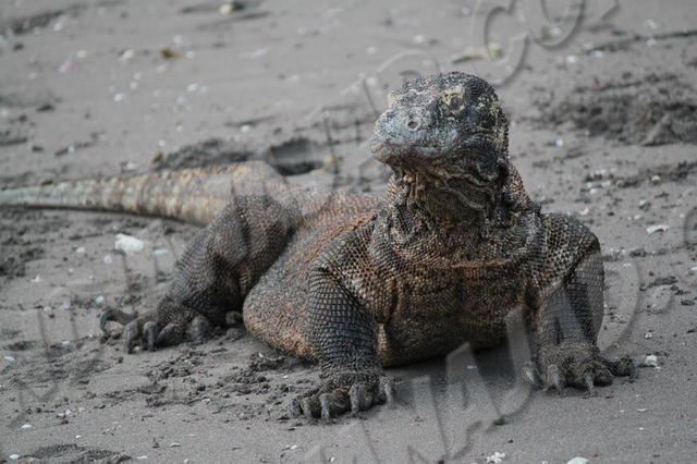 Parc de Komodo