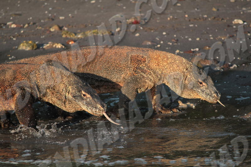 Parc de Komodo