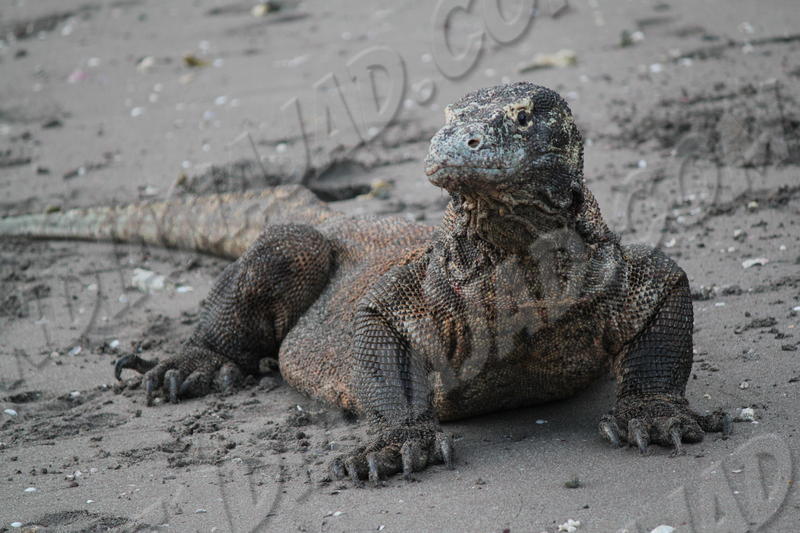 Parc de Komodo