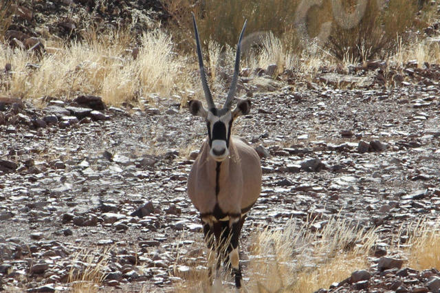 Parc Gondwana