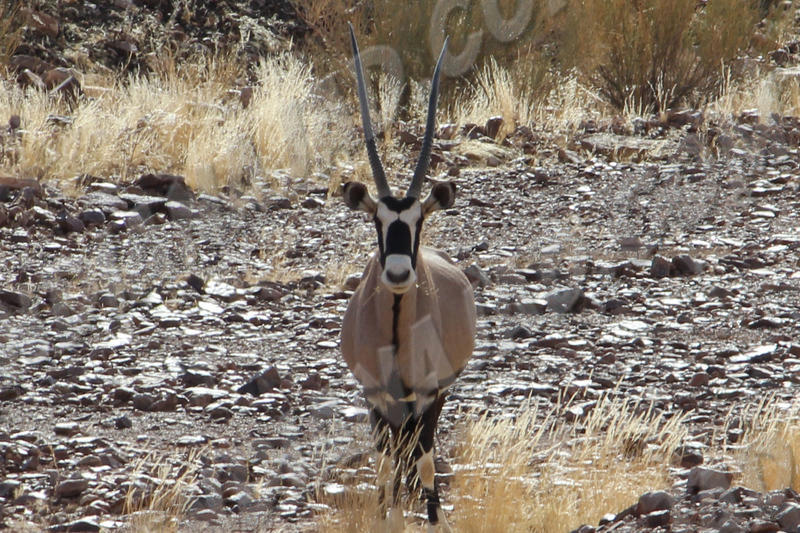 Parc Gondwana